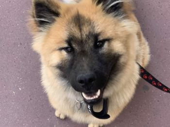 Ace Eurasier de 10 mois ( mâle)