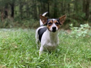 Eighteen jack Russel de 3 ans (femelle)