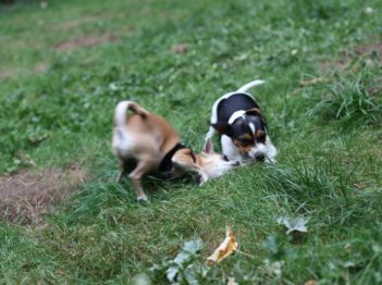 2 chihuahuas qui jouent