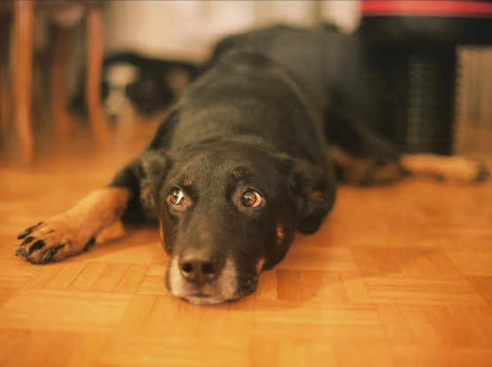 Beauceron croisé couché sur plancher