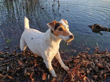 Malibu Jack russel de 6 ans (femelle)