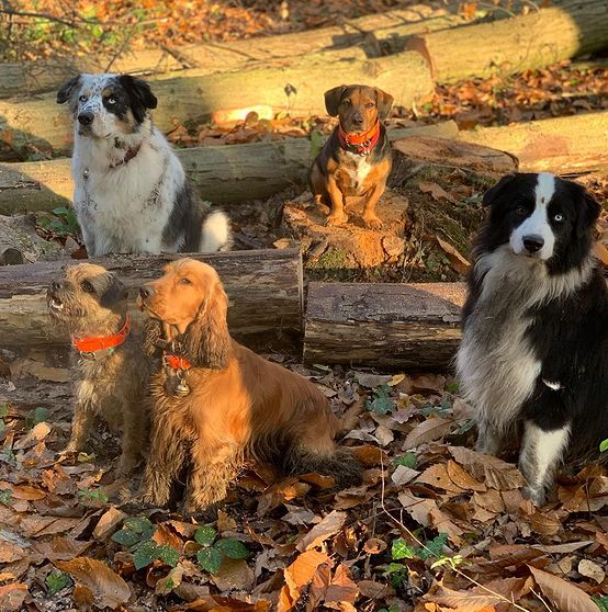 Cinq chiens assis dans la forêt avec la lumière du soleil