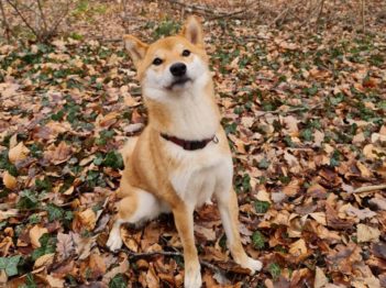 Aya shiba inu 3 ans