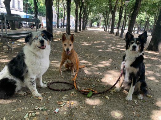 Le gang des chiens du quartier